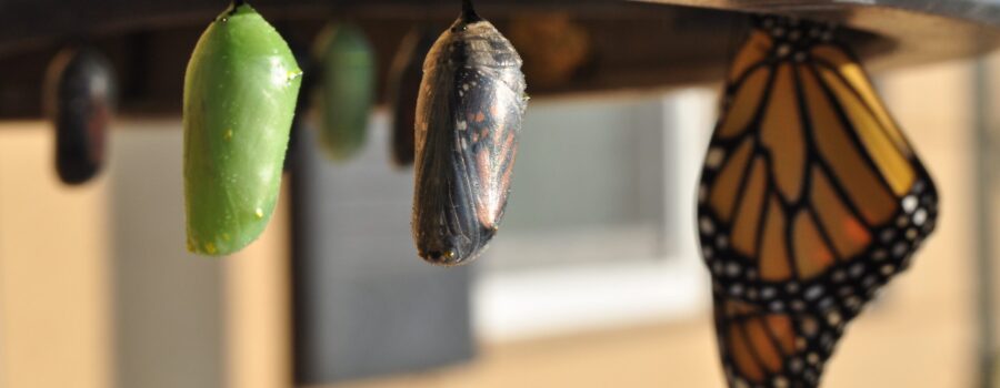 Mindfulness and Change