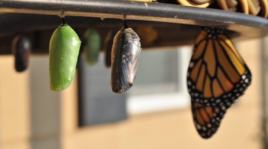 Mindfulness and Change